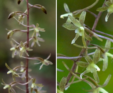 Tipularia discolor