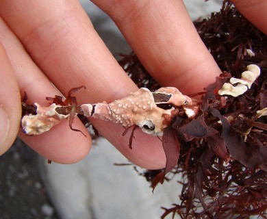 Titanoderma pustulatum