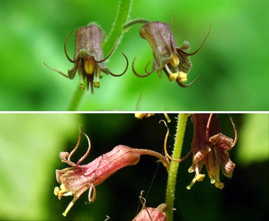 Tolmiea menziesii