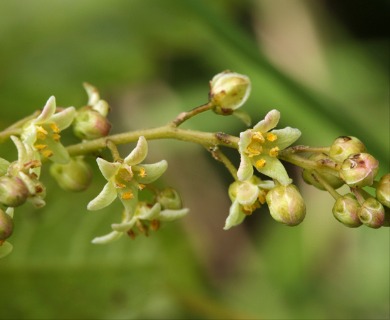 Toxicodendron diversilobum