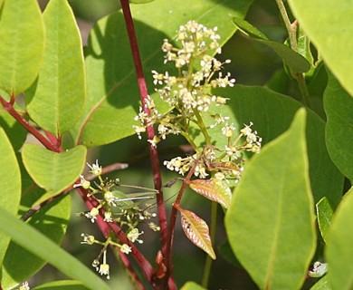 Toxicodendron vernix