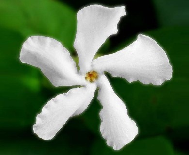 Trachelospermum jasminoides