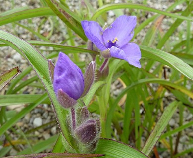 Tradescantia bracteata