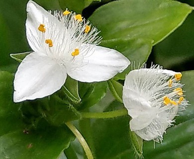 Tradescantia fluminensis