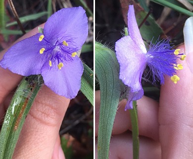 Tradescantia hirsutiflora