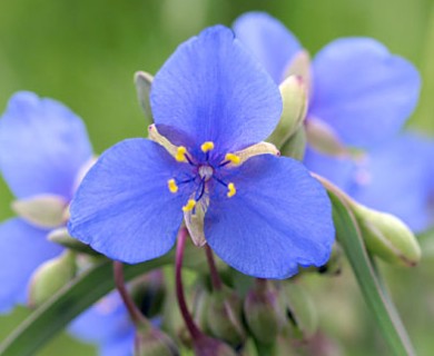 Tradescantia ohiensis