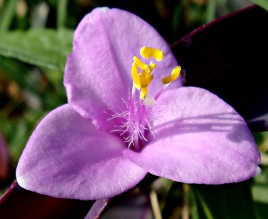 Tradescantia pallida