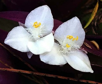 Tradescantia spathacea