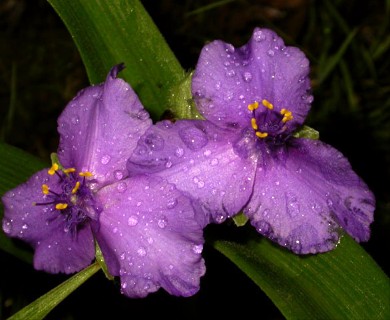 Tradescantia subaspera