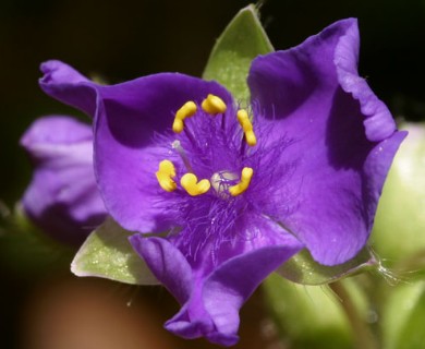 Tradescantia virginiana