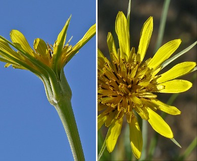 Tragopogon dubius