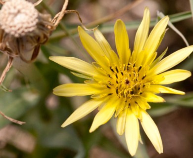 Tragopogon pratensis