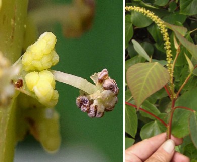 Triadica sebifera