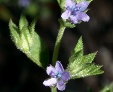 Trichostema brachiatum