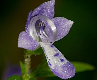 Trichostema dichotomum