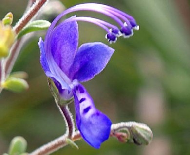 Trichostema gracile