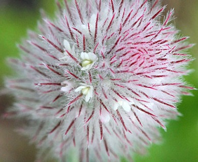 Trifolium arvense