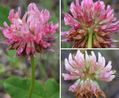 Trifolium hybridum