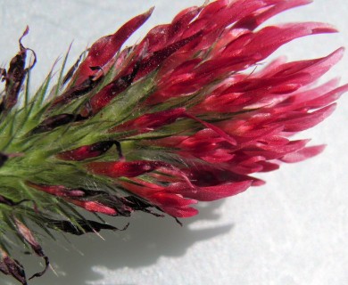 Trifolium incarnatum