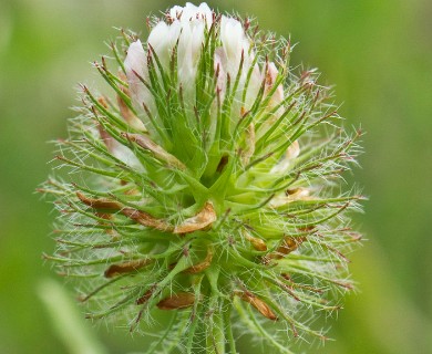 Trifolium lappaceum