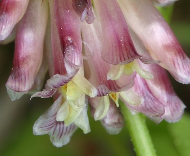 Trifolium productum