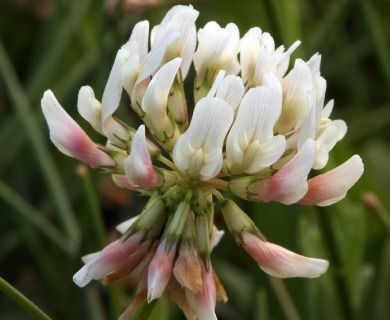 Trifolium repens