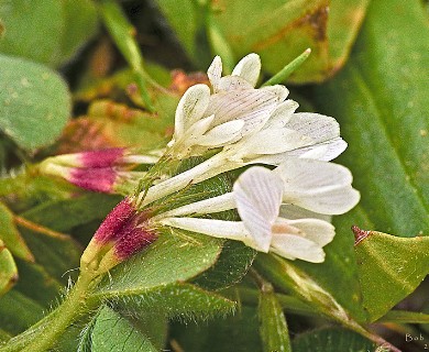 Trifolium subterraneum