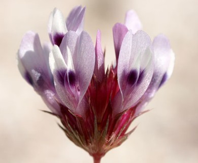 Trifolium willdenovii