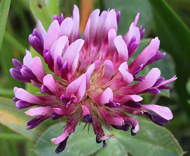 Trifolium wormskioldii