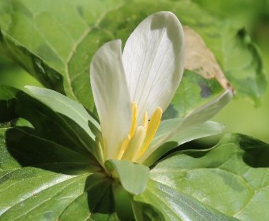 Trillium albidum