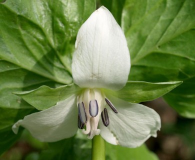 Trillium cernuum