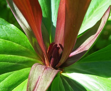 Trillium chloropetalum