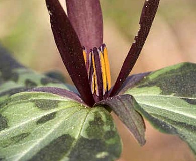 Trillium cuneatum