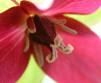 Trillium erectum