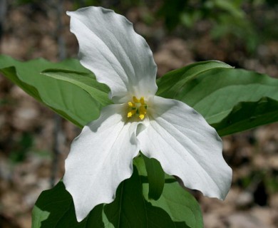 Trillium grandiflorum