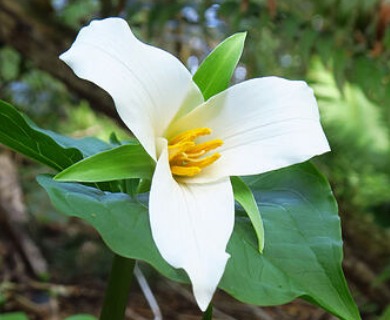 Trillium ovatum