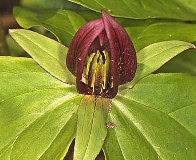 Trillium sessile