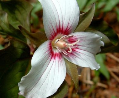 Trillium undulatum