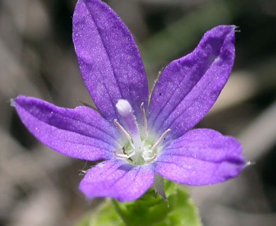 Triodanis perfoliata