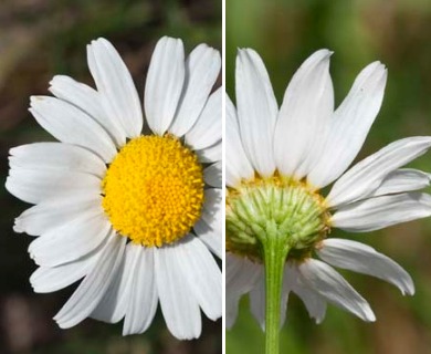 Tripleurospermum inodorum