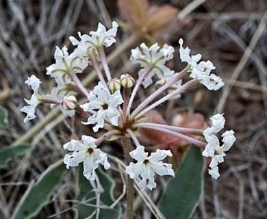 Tripterocalyx carneus