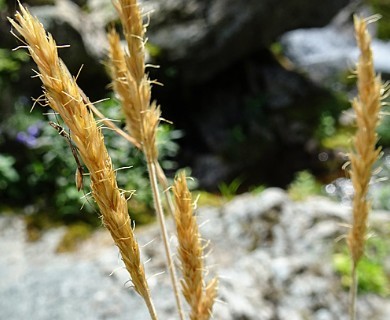 Trisetum spicatum