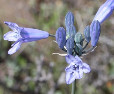 Triteleia grandiflora