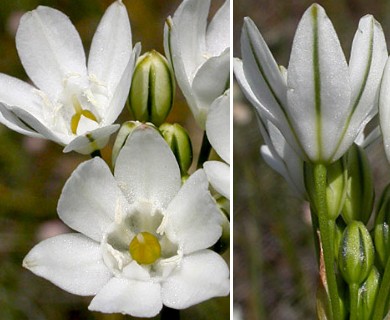 Triteleia hyacinthina