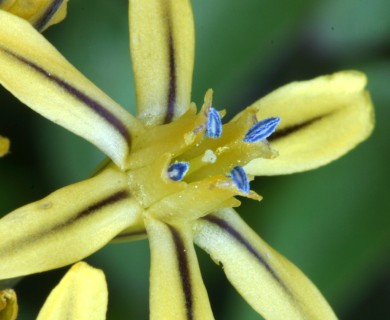 Triteleia ixioides