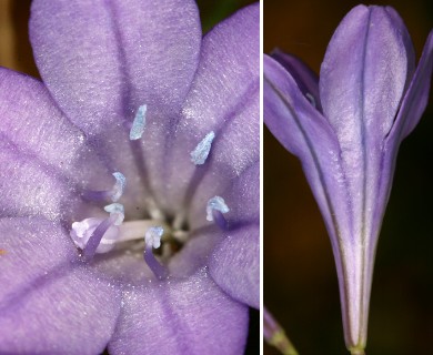 Triteleia laxa