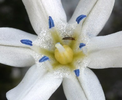 Triteleia lilacina