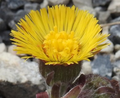 Tussilago farfara