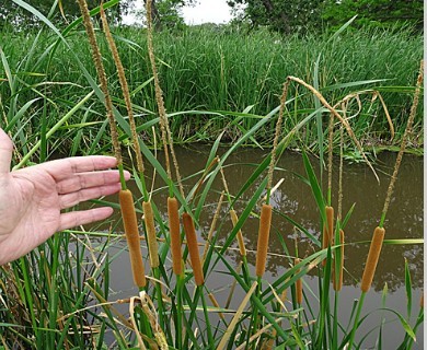 Typha domingensis