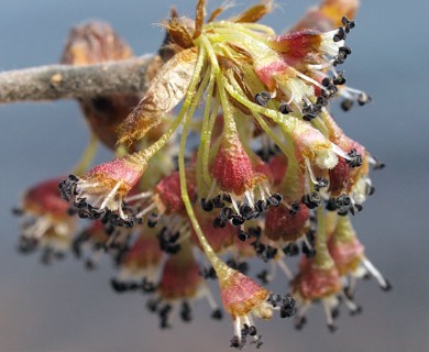 Ulmus americana